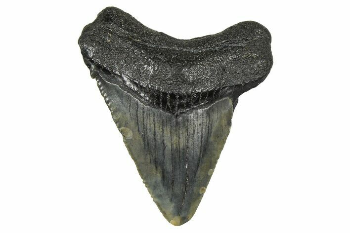 Juvenile Megalodon Tooth - South Carolina #370091